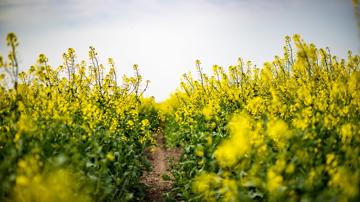 rastlinna-vyroba-image