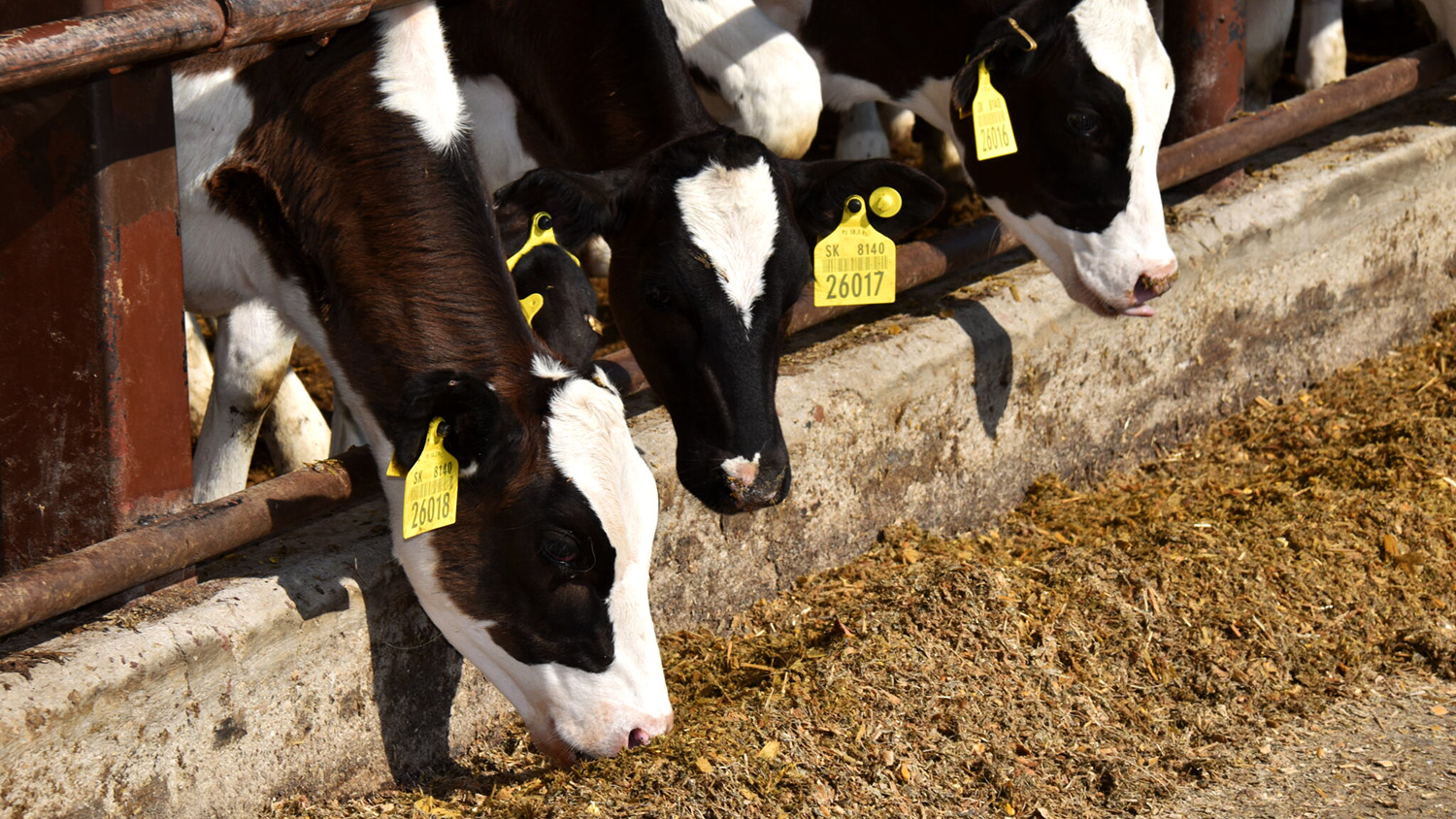 zivocisna-vyroba-image