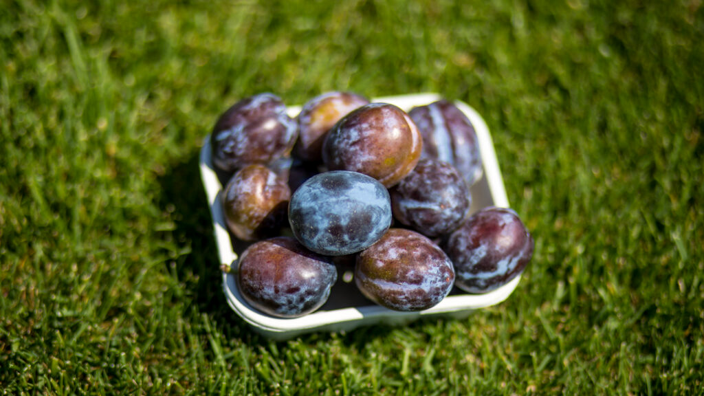 cerstve-slivky-na-predaj-featured