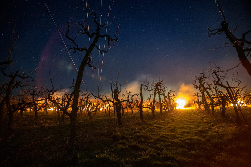 chranime nasu urodu pred mrazom 06