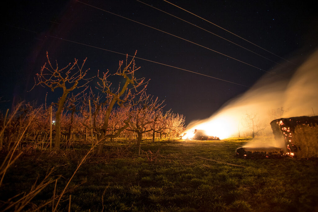 chranime nasu urodu pred mrazom 08