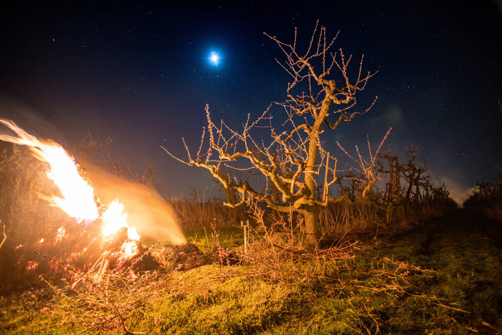 chranime nasu urodu pred mrazom 09