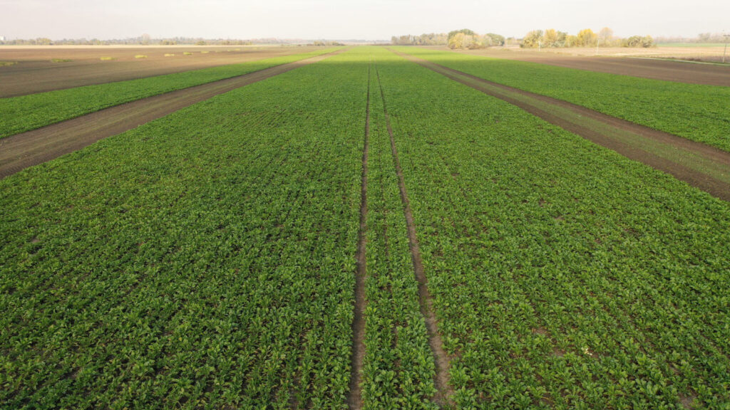 efektivne vyoravanie repy spickovou technologiou 08