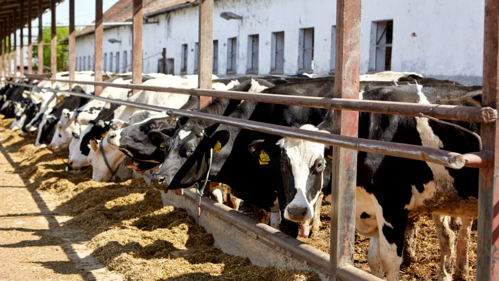 mame-sampionku-featured