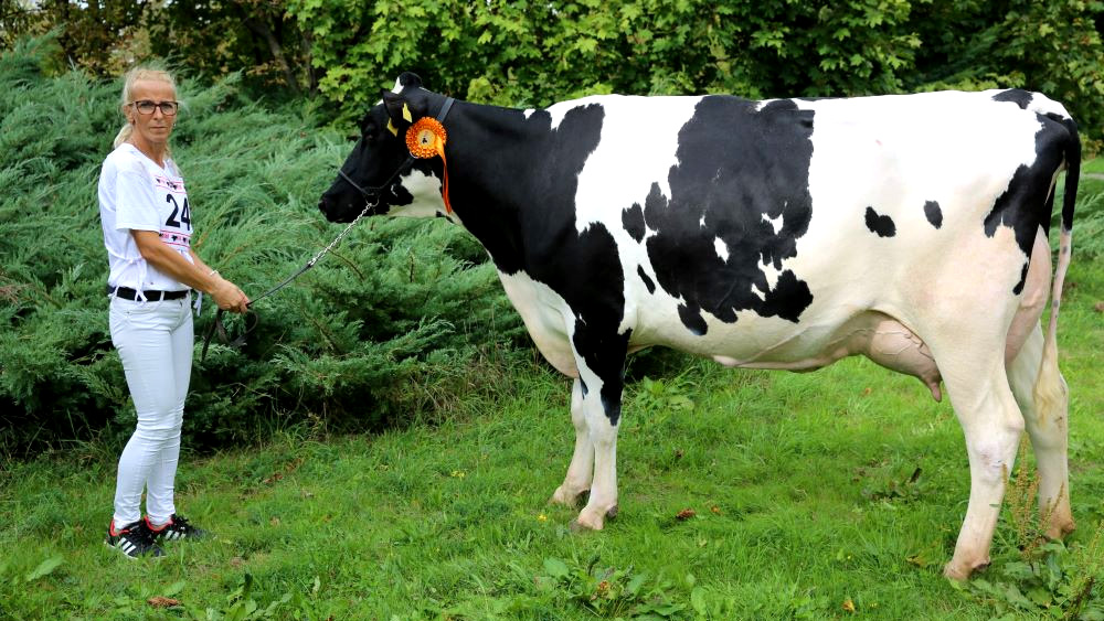 nasa-spolocnost-opat-triumfuje-na-sampionate-holsteinskeho-plemena-sr-featured