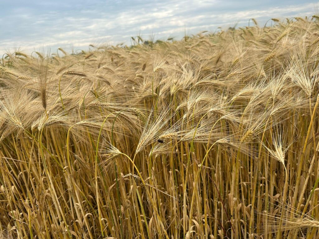 predzatevna prehliadka chotara 04